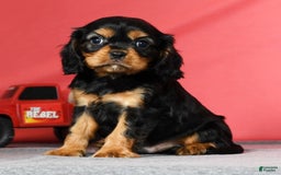 Cavalier King Charles Spaniel dogs for sale: Milo - Image 6