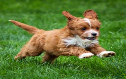 Cavapoo dogs for sale: Poppy - Image 7