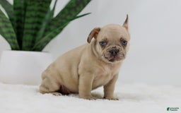 French Bulldog dogs for sale: Hadley - Image 5