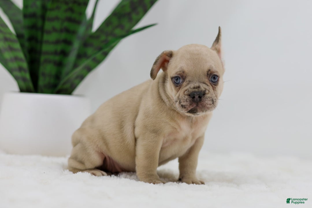 French Bulldog dogs for sale: Hadley - Image 5