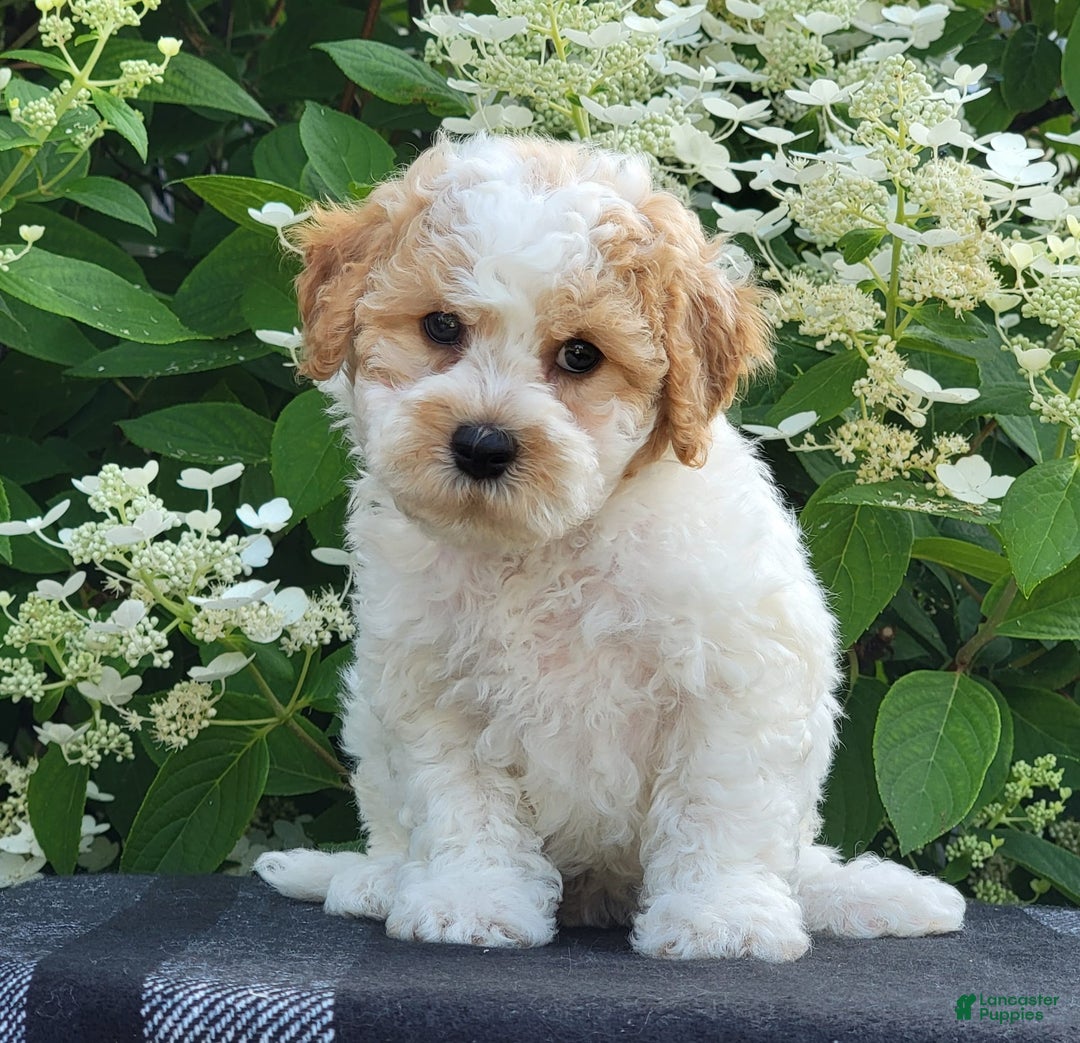 Bichpoo dogs for sale: Johnson - Image 3