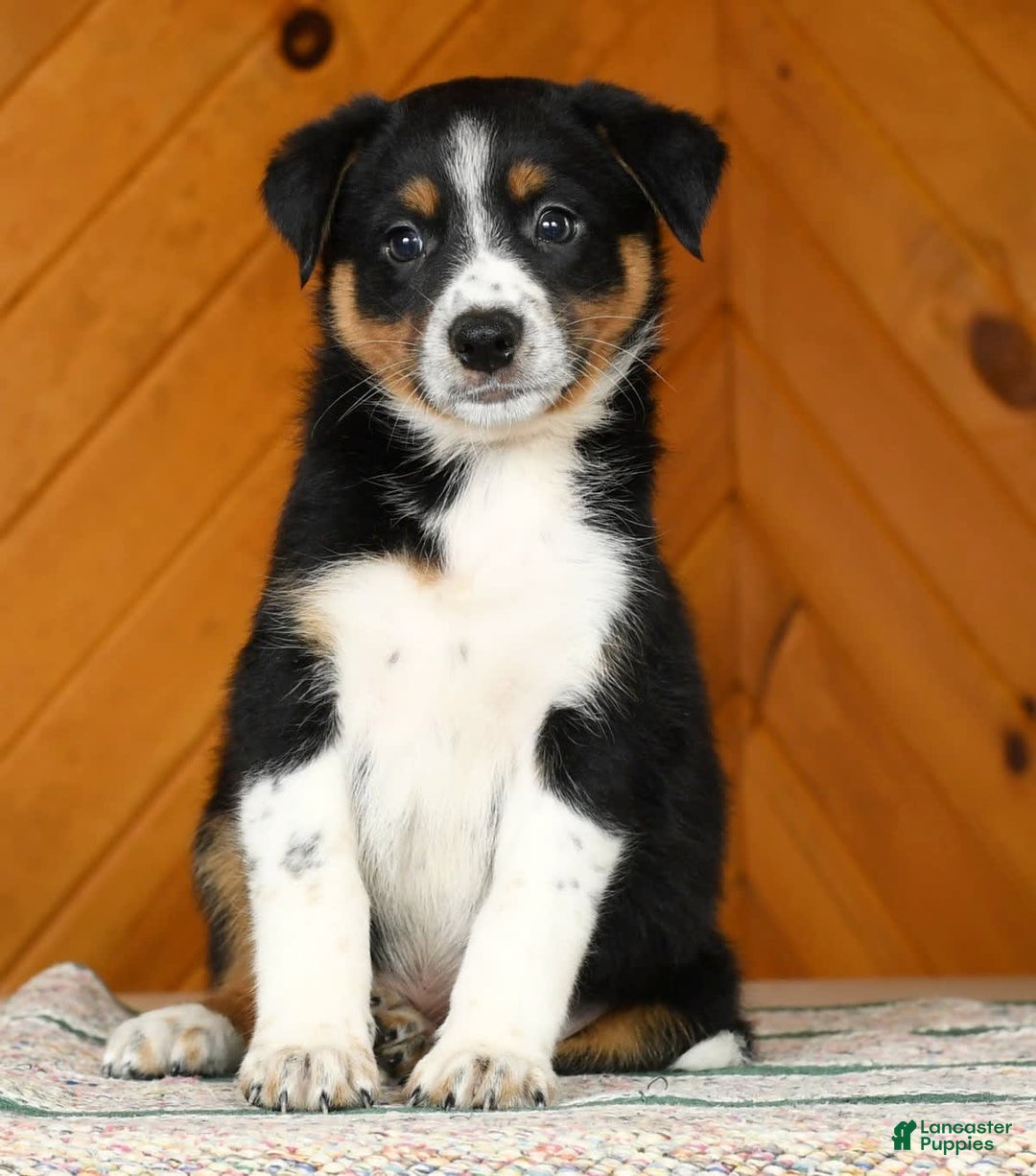 Australian Shepherd dogs for sale: August - Image 6