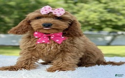 Mini Goldendoodle dogs for sale: Teresa - Image 4