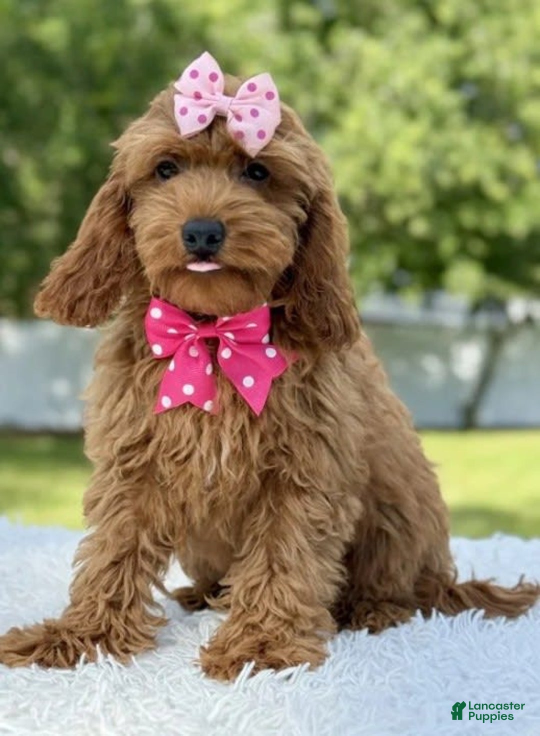 Mini Goldendoodle dogs for sale: Teresa - Image 4
