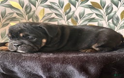 English Bulldog dogs for sale: Isabella - Image 3