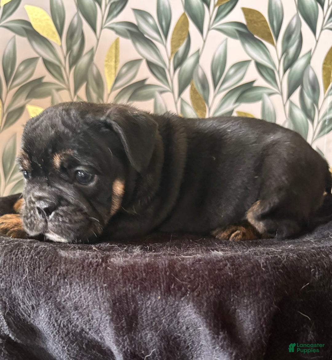 English Bulldog dogs for sale: Isabella - Image 3