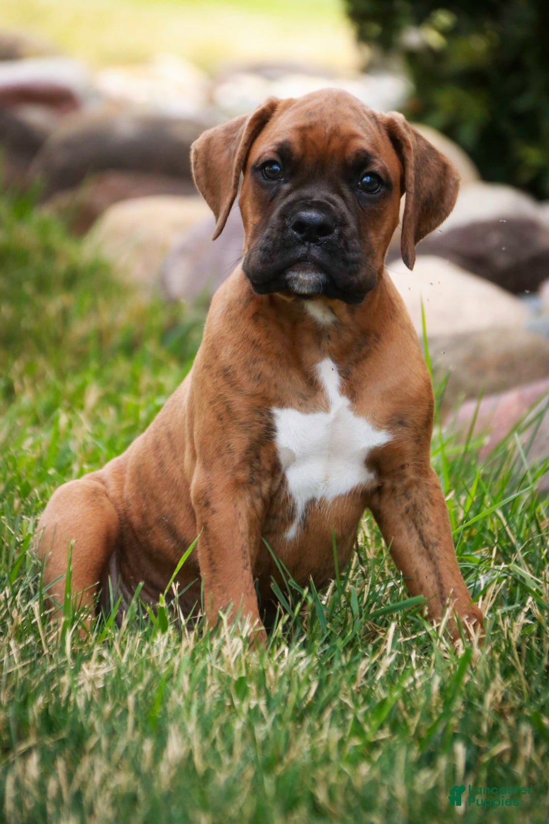 Boxer dogs for sale: Crew - Image 2