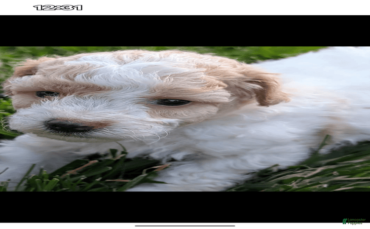 Bichpoo dogs - Advert 31