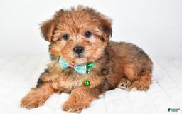 Yorkiepoo dogs for sale: Piper - Image 6
