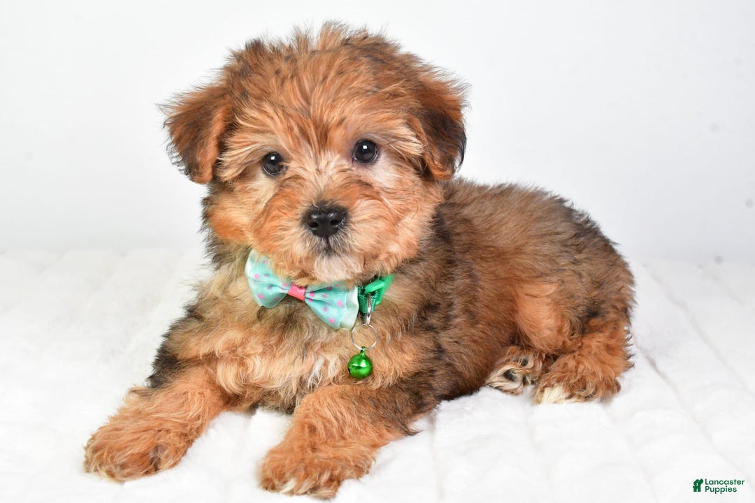 Yorkiepoo dogs for sale: Piper - Image 6