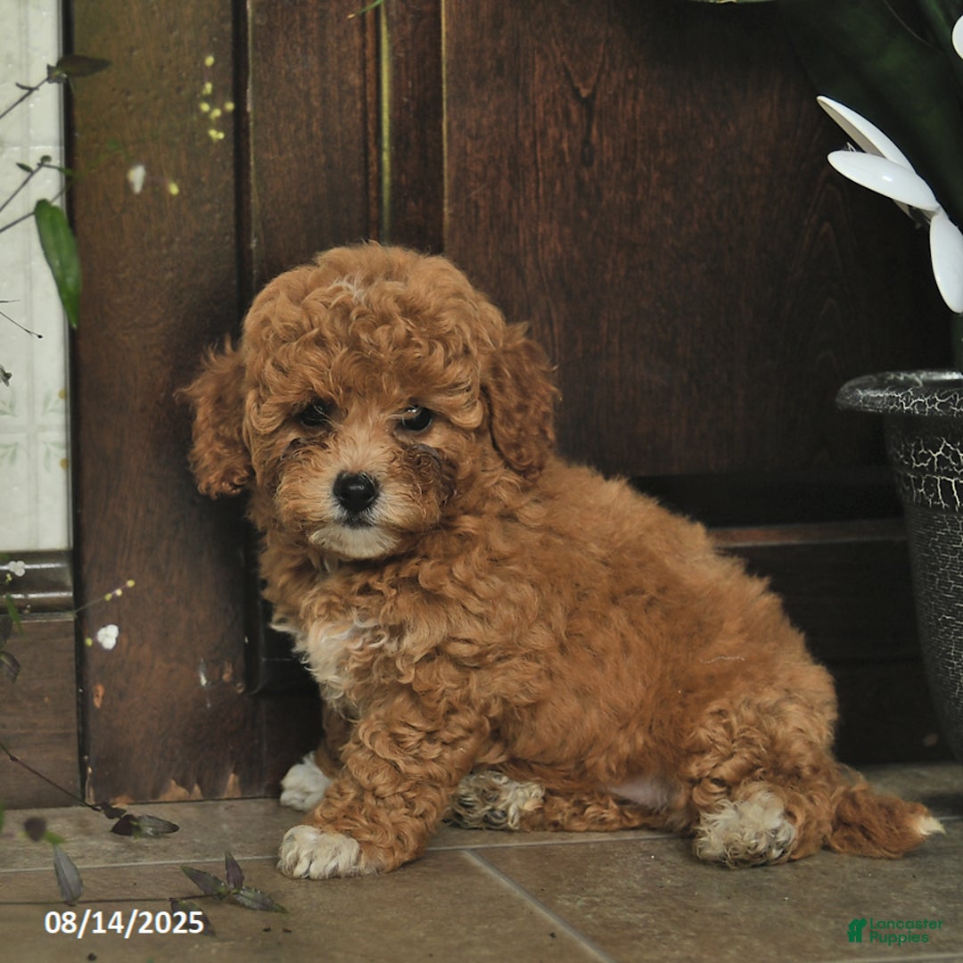 Shihpoo dogs for sale: Blossom - Image 2