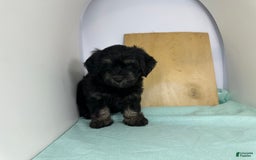 Yorkshire Terrier dogs for sale: Knight - Image 1
