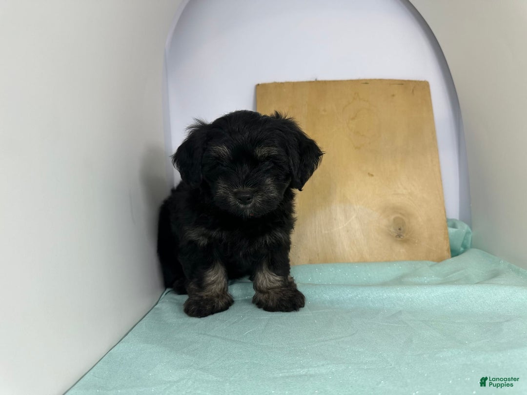 Yorkshire Terrier dogs for sale: Knight - Image 1