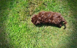 Havapoo dogs for sale: Classy - Image 2