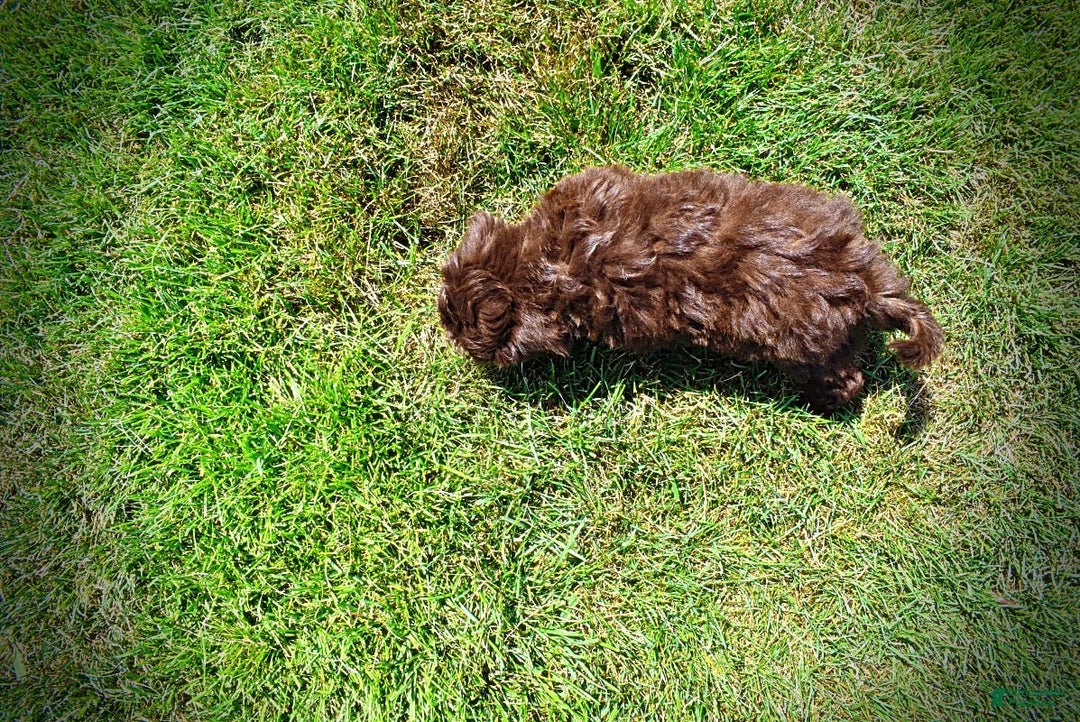 Havapoo dogs for sale: Classy - Image 2