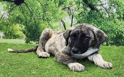 Anatolian Shepherd dogs for sale: Akc Dusty 2025 Male 3 - Image 8