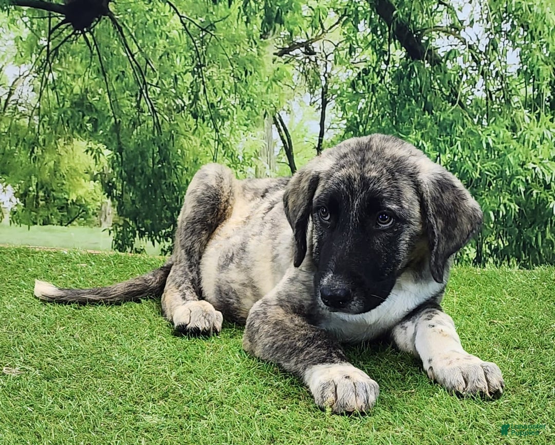 Anatolian Shepherd dogs for sale: Akc Dusty 2025 Male 3 - Image 8