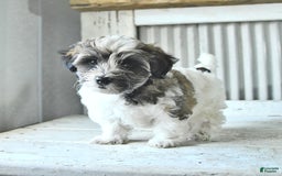 Maltipoo dogs for sale: Monroe - Image 4