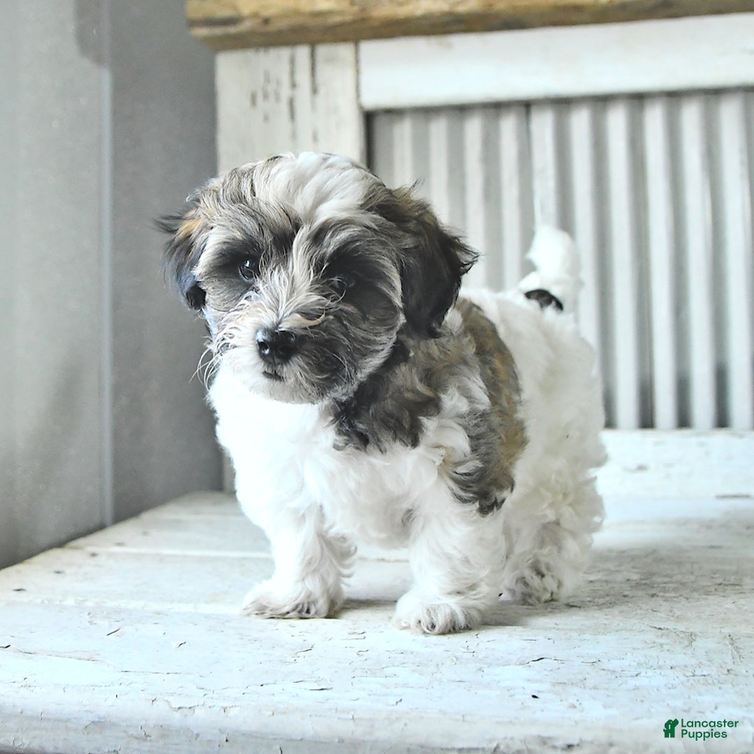 Maltipoo dogs for sale: Monroe - Image 4