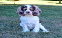 Cockapoo dogs for sale: Peter - Image 5