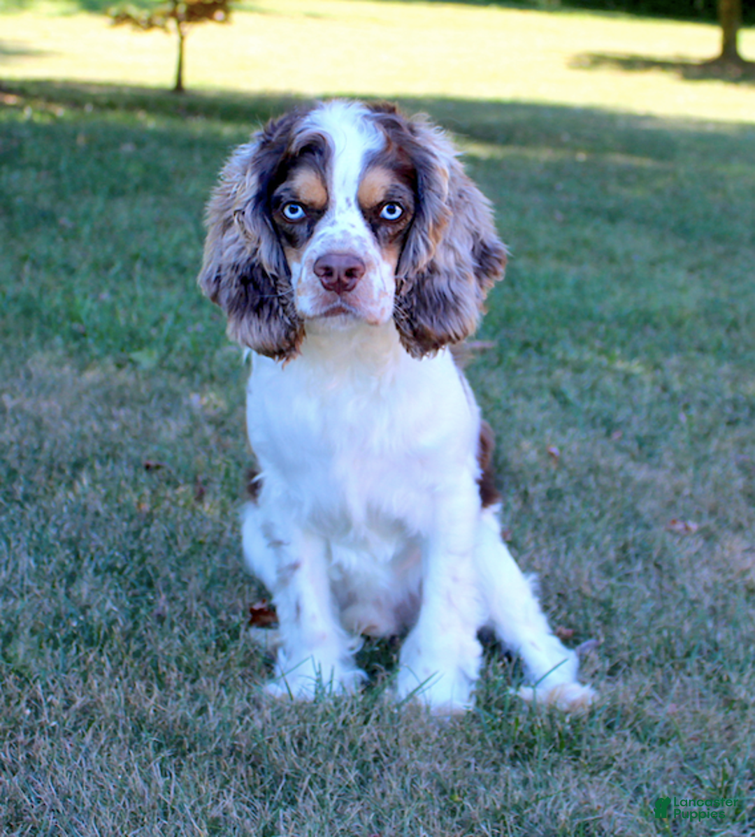 Cockapoo dogs for sale: Peter - Image 5