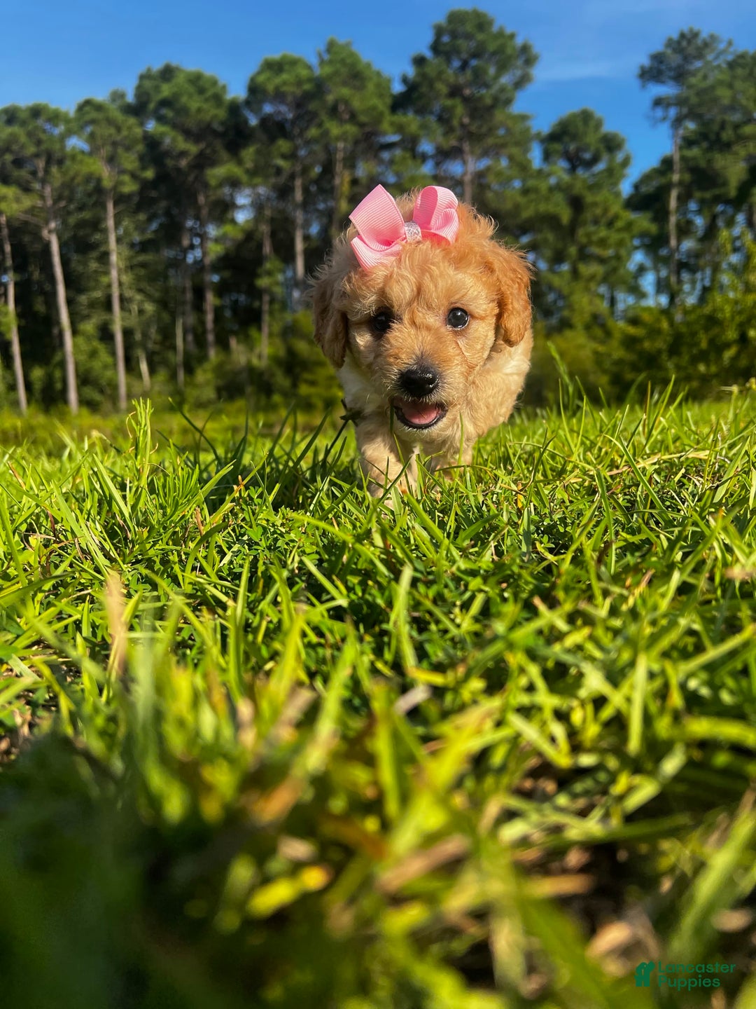 Aussiedoodle dogs for sale: Bella - Image 4