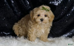 Maltipoo dogs for sale: Donut - Image 3