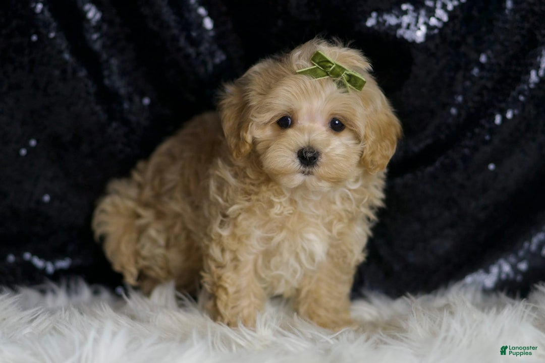 Maltipoo dogs for sale: Donut - Image 3