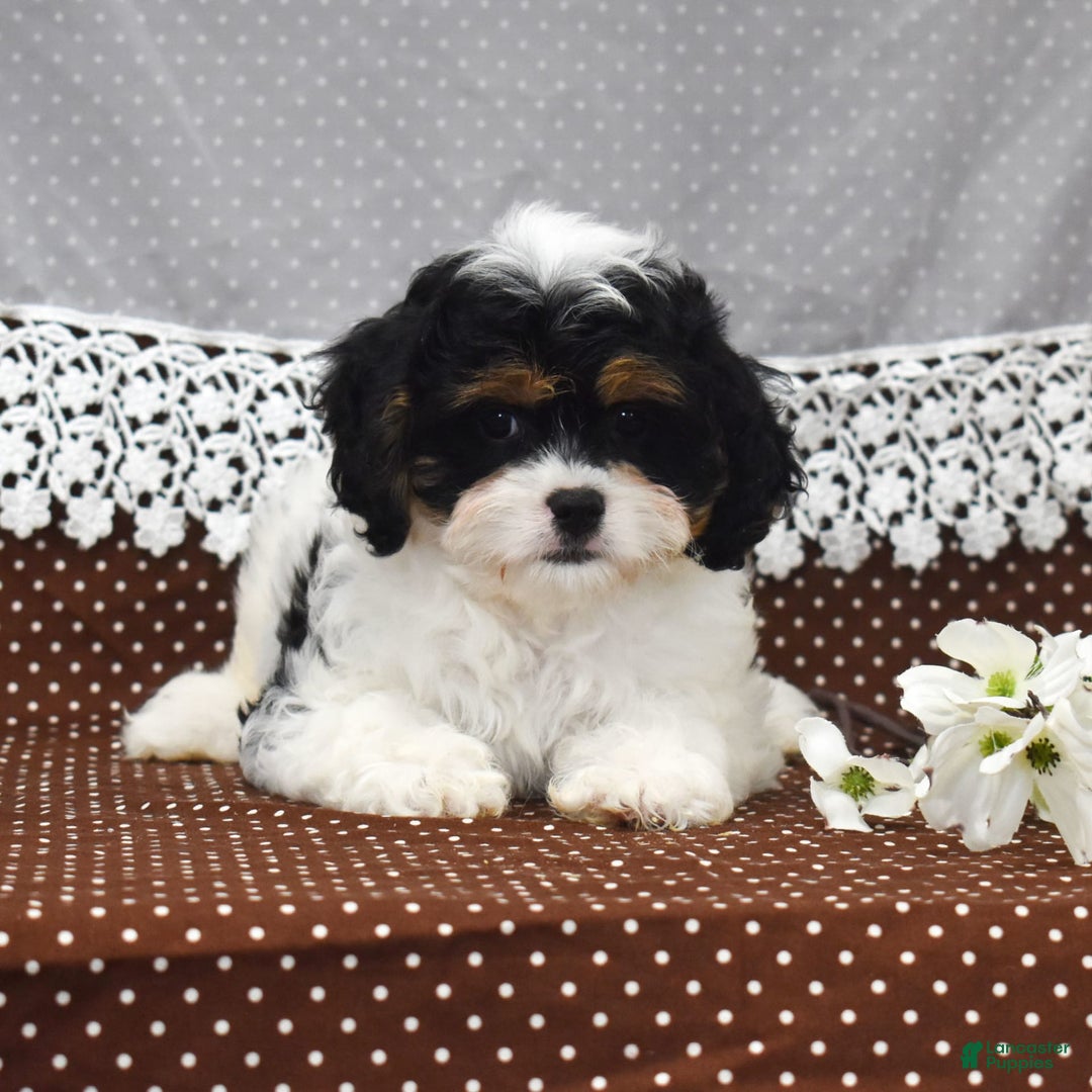 Cavapoo dogs for sale: Wilder - Image 6