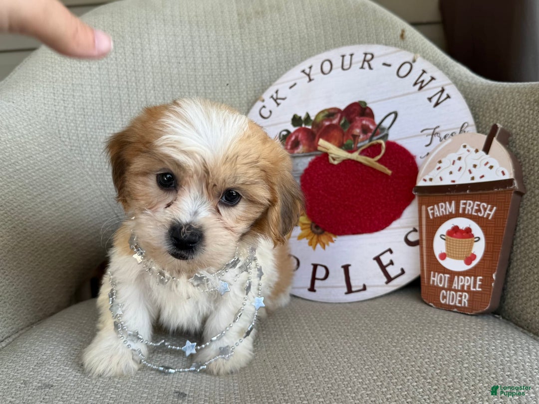 Teddy Bear dogs for sale: Felicity - Image 7