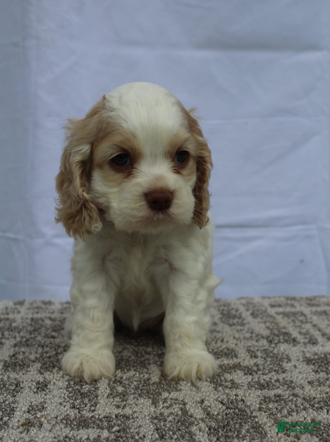Cocker Spaniel dogs for sale: Sofie - Image 2