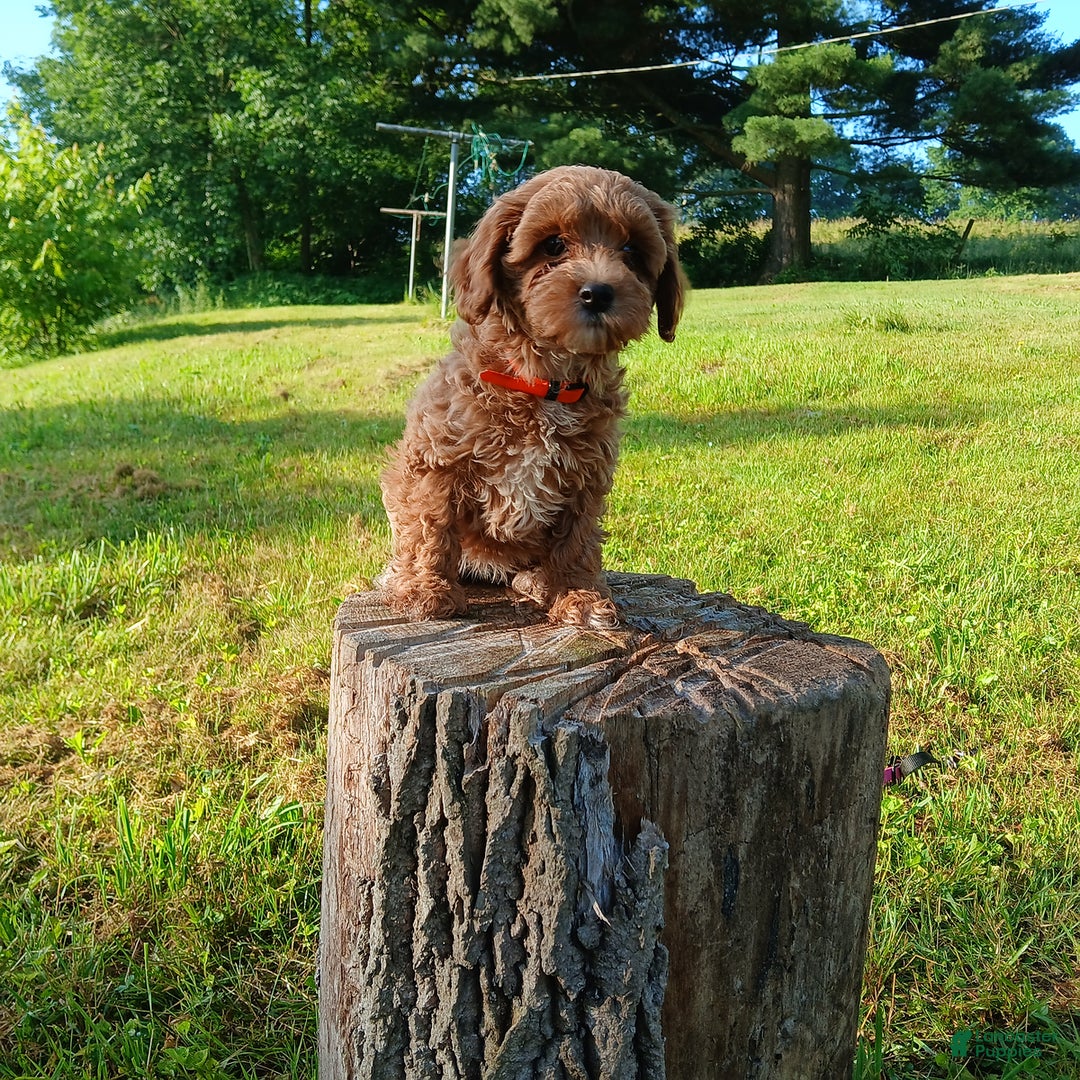 Cavapoo dogs for sale: Sunshine - Image 3