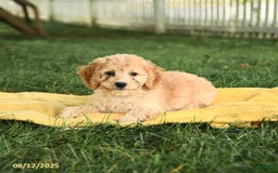 Cockapoo dogs for sale: Huckleberry Finn - Image 4