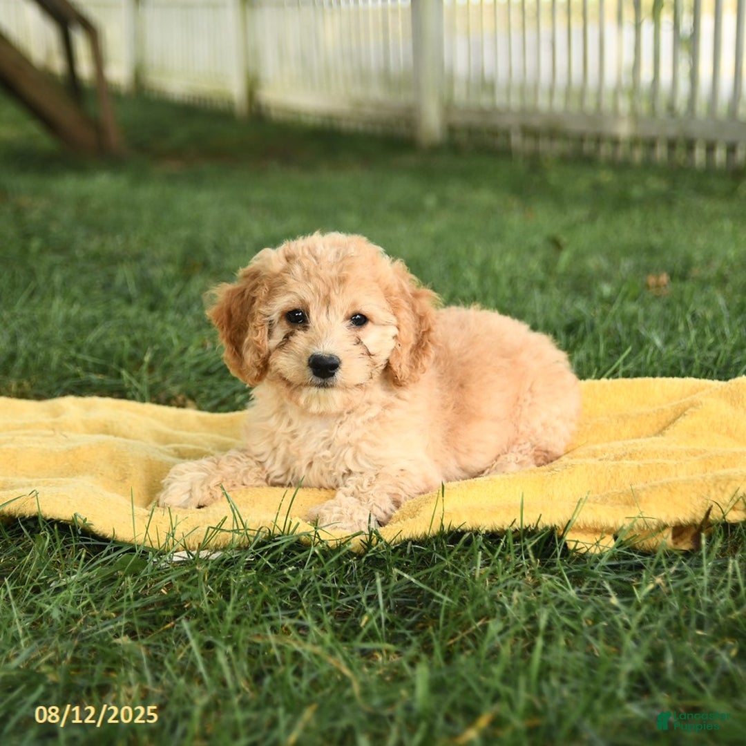Cockapoo dogs for sale: Huckleberry Finn - Image 4
