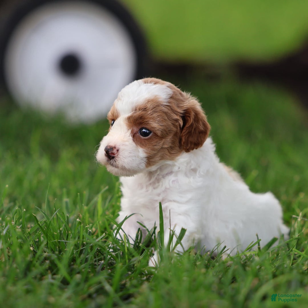 Toy Poodle dogs for sale: Sweetie - Image 5