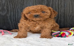 Cavapoo dogs for sale: Ginger - Image 1