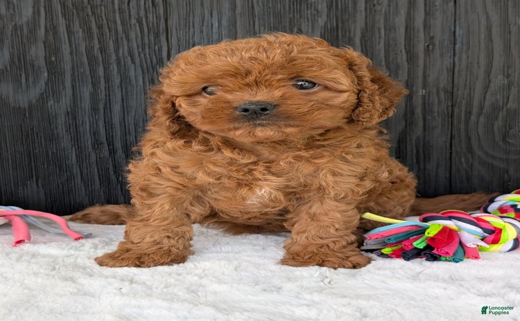 Cavapoo dogs for sale - Ad 2