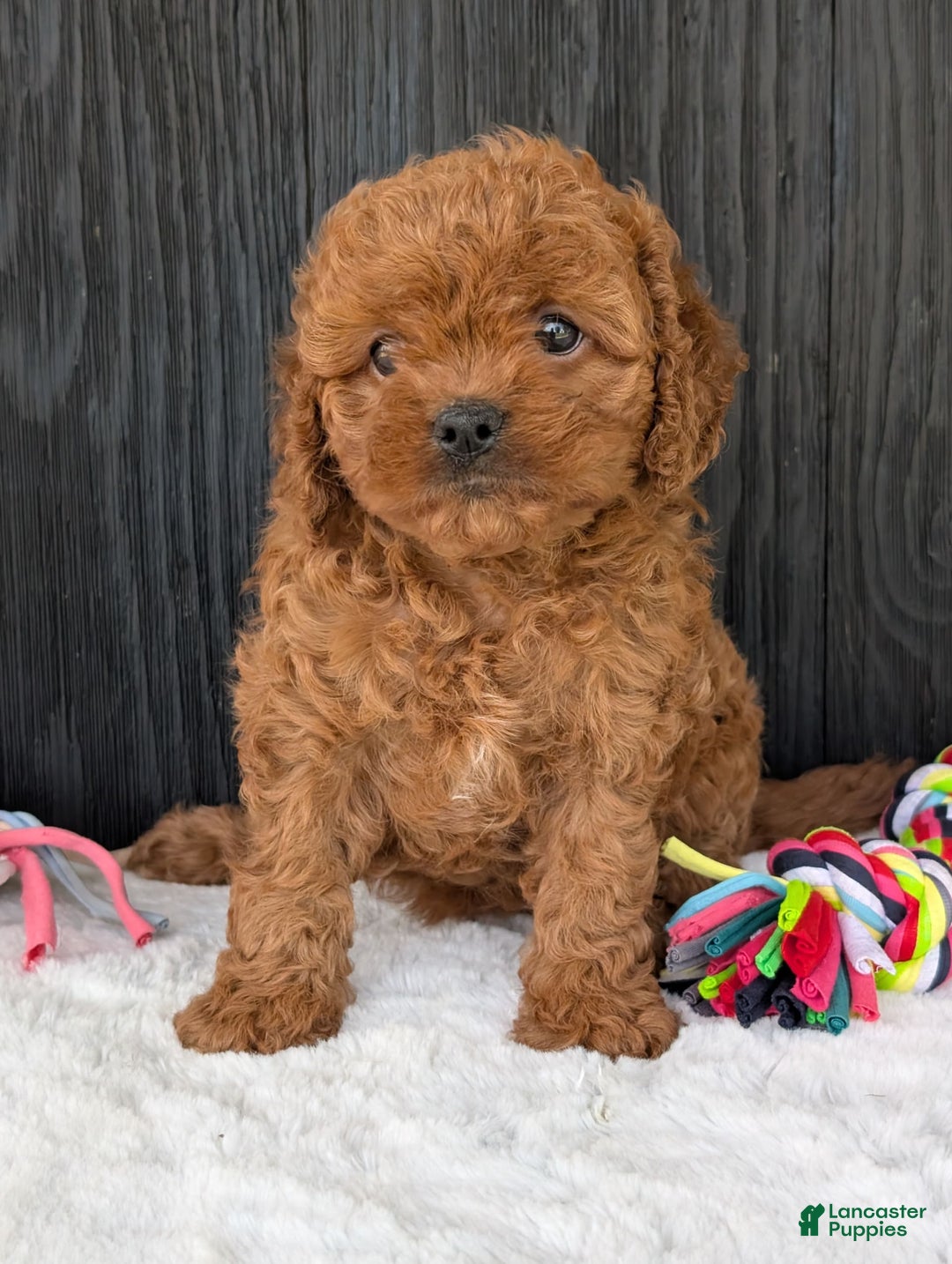 Cavapoo dogs for sale: Ginger - Image 1