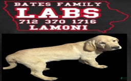 Labrador Retriever dogs for sale: Boom Boom - Image 2