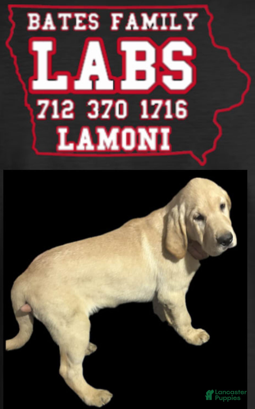 Labrador Retriever dogs for sale: Boom Boom - Image 2