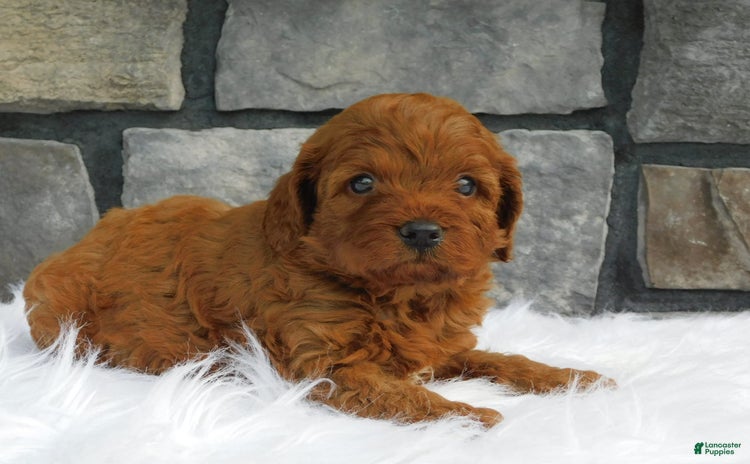 Cavapoo dogs for sale - Ad 3