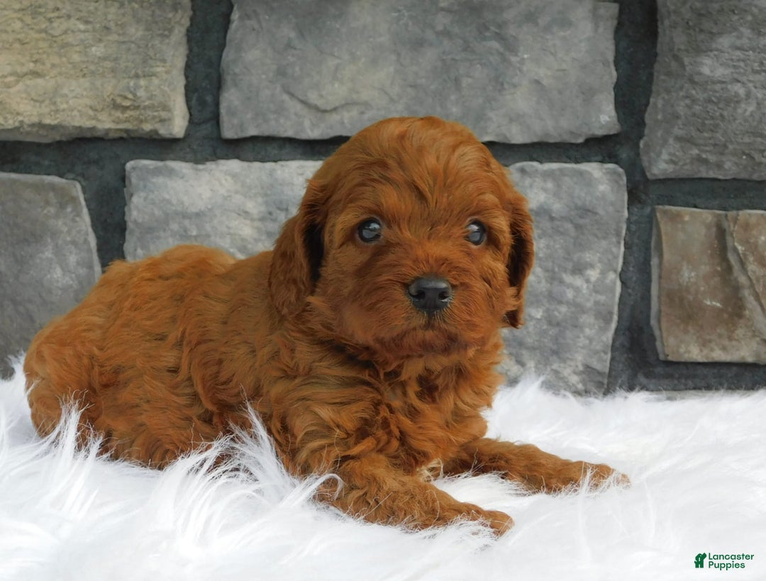 Cavapoo dogs for sale: Kane - Image 1