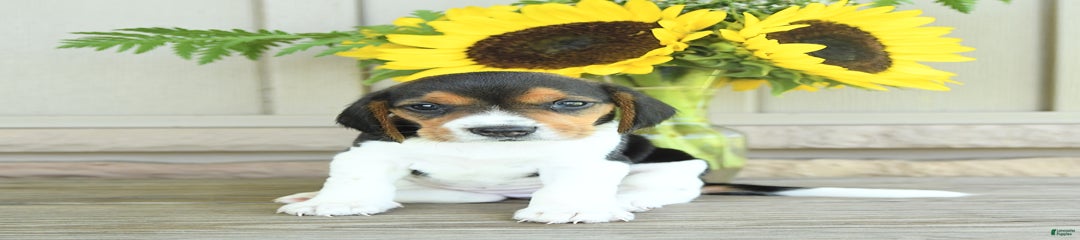 Taffy