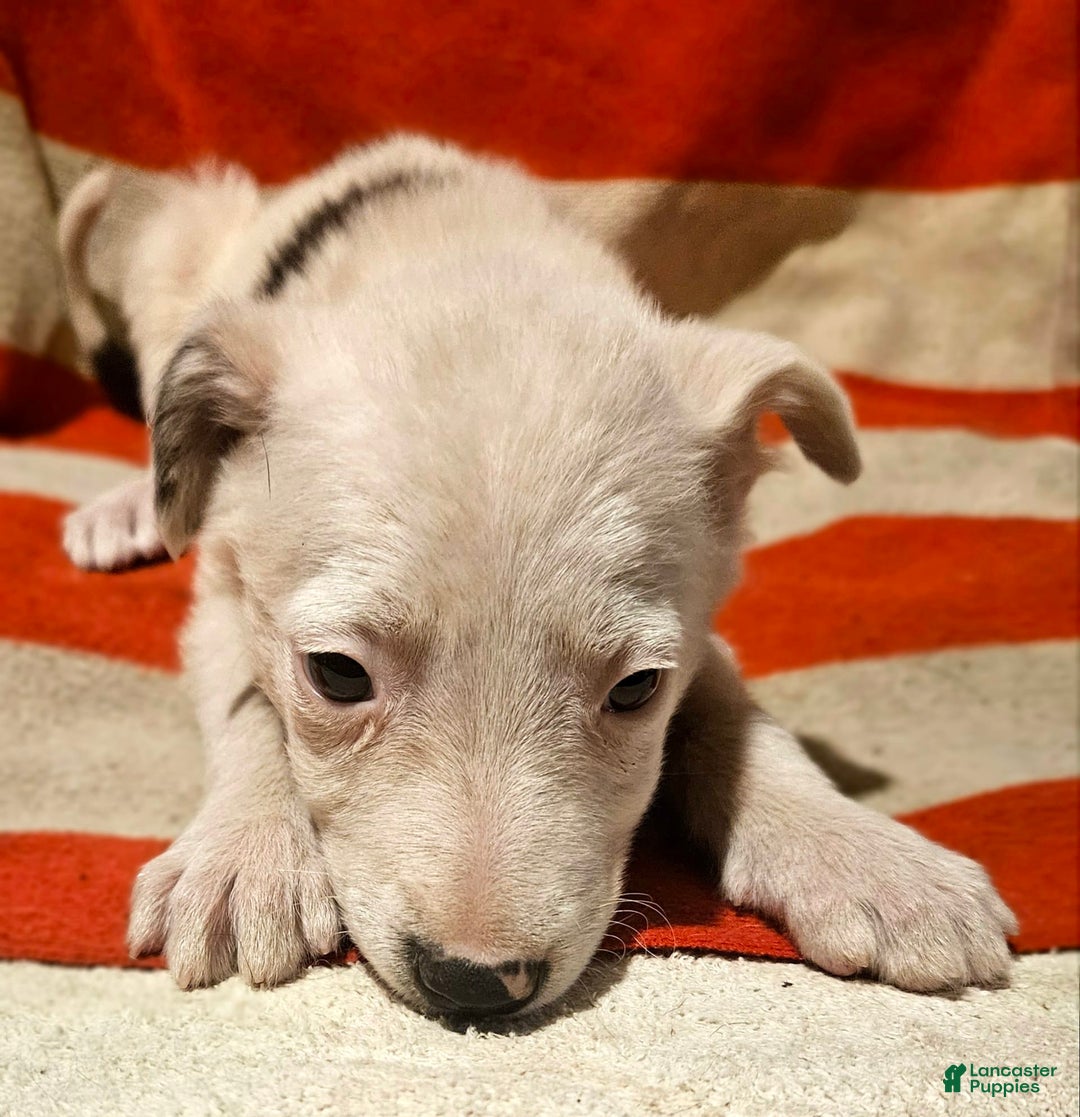 Border Collie dogs for sale: Dreami - Image 13