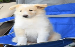 Collie dogs for sale: Perry - Image 7