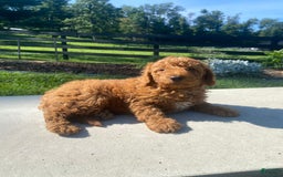 Mini Goldendoodle dogs for sale: Deacon - Image 4