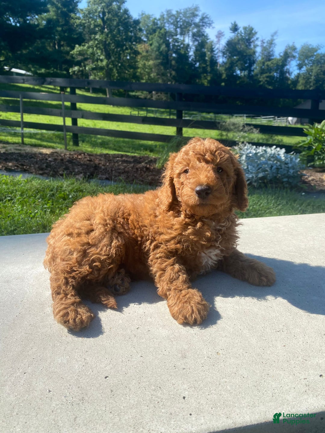 Mini Goldendoodle dogs for sale: Deacon - Image 4