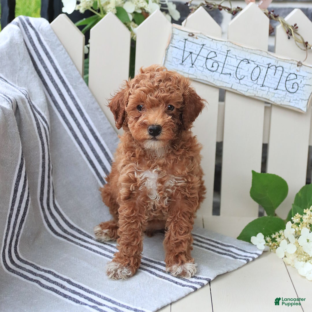 Miniature Poodle dogs for sale: Lacy - Image 1