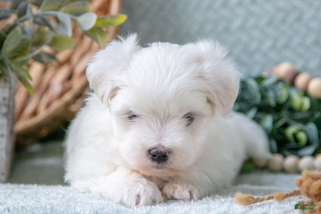 Maltese dogs for sale: Parker - Image 1