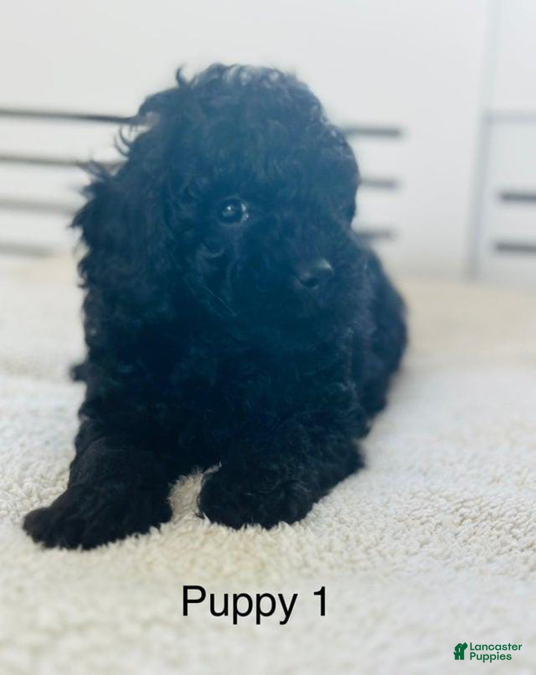 Toy Poodle dogs for sale: Tom - Image 2